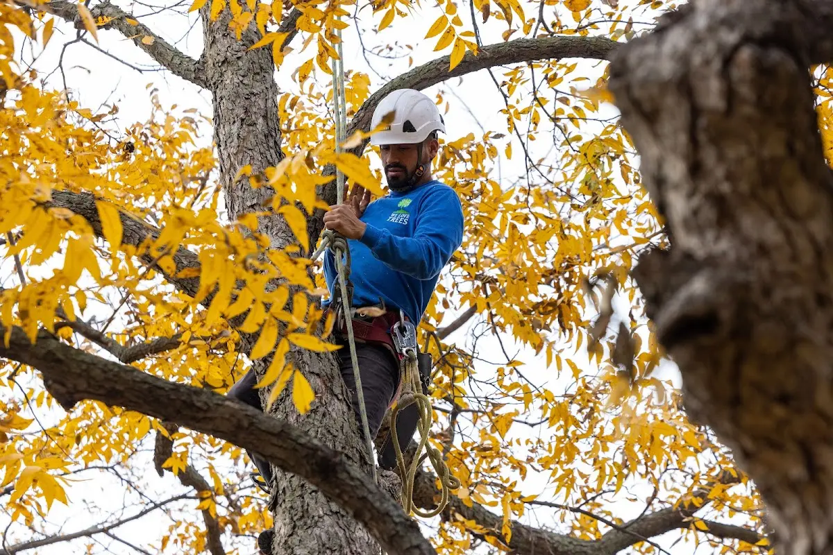 Skilled Tree Transplanting crew working in Perryville